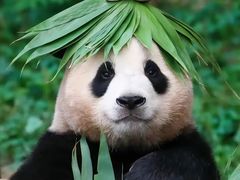 -卧龙中华大熊猫苑神树坪基地