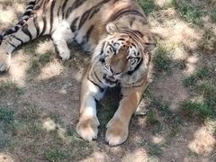 -西霞口神雕山野生动物世界