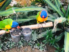 -南宫五洲植物乐园