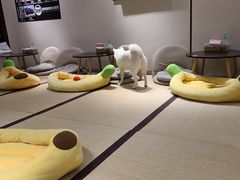 -逗柴咖啡屋·狗咖猫咖宠物桌游