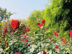 -人民公园(罗湖区)