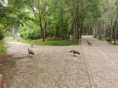 -北京麋鹿生态实验中心