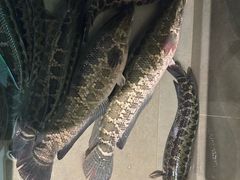 -百岁鱼(七一路店)