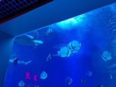 -太平洋海底世界