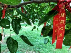 -长兴太湖图影湿地文化园