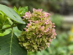 -生宇山珍野生菌汤锅•始于2002(双流古塔店)