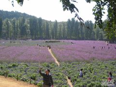 -紫海香堤香草艺术庄园