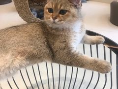 -飞行喵MR PILOT|猫舍·猫咖(静安大融城店)