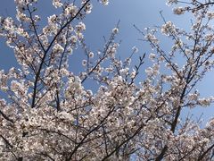 -高东镇樱花园