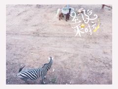 -泉州海丝野生动物世界