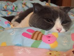 -爱宠屋pet shop·宠物洗澡·宠物美容