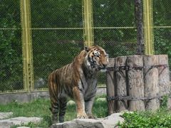 -上海野生动物园