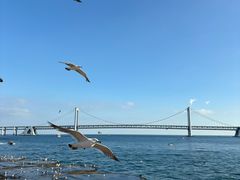 -星海湾跨海大桥