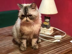 -猫色咖啡·猫咖