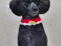 -乐琪宠物(青塔西路店)