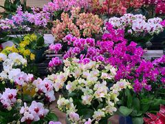 -朝来春花卉市场