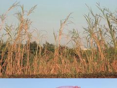 -芒洲湿地公园