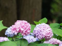 -上海滨江森林公园