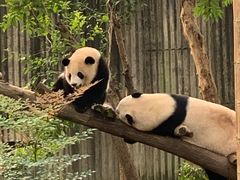 -成都大熊猫繁育研究基地