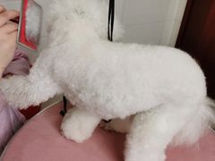 -艾贝尔宠物医院 ·内科全科(梁溪路店)