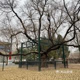 北京公园｜陶然亭冬韵