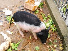 -上海滴水湖皇冠假日酒店