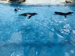 -帝企鹅自助餐厅•儿童岛•真企鹅(长隆企鹅酒店)