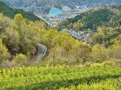 -桑洲油菜花景区