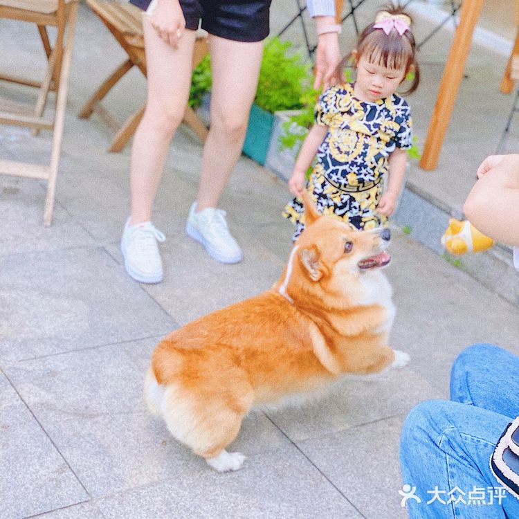 怕🐶怕得要死的我为什么进这家店?还不是因为……
