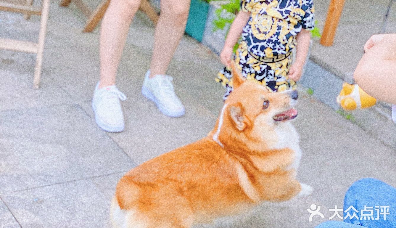 怕🐶怕得要死的我为什么进这家店？还不是因为……