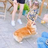 怕🐶怕得要死的我为什么进这家店？还不是因为……