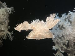 -欢乐海岸海洋奇梦馆