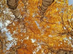 -乌兰布统景区-白桦林