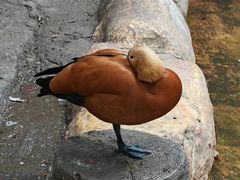 -长鹿旅游休博园