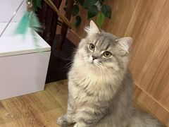 -袖虎·猫馆(体育西路店)