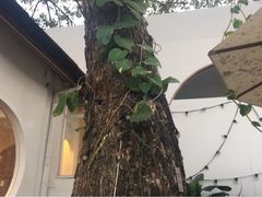 -Cheevit Cheeva(Sirimangkalajarn)