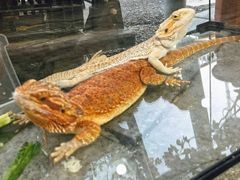 -溪岸路花鸟市场