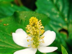 -素山寺森林公园