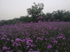 -鹅湖玫瑰文化园