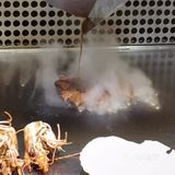 松板牛肉简直人间美味