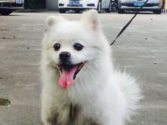 -甄爱宠物医院(疏影路店)