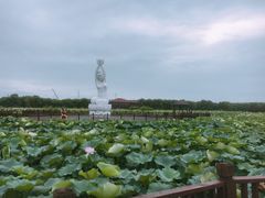 -荷塘月色湿地公园·向阳花洲