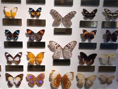 -上海昆虫博物馆