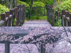 -顾村公园