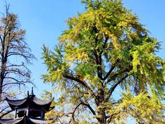 -千年银杏谷文化旅游区
