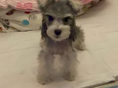-FAELING PETS美天灵宠物(合生汇店)