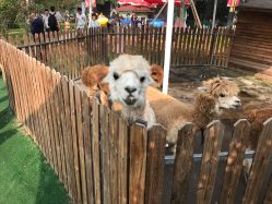 -萌宠亲子动物乐园(槐房万达店)