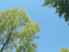-王顺山国家森林公园