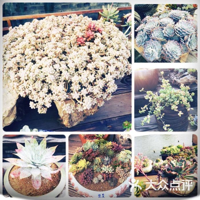 景天韵多肉园艺馆图片 - 第4张