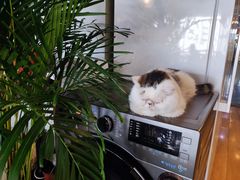-Cappucimeow猫咪咖啡馆(韦伯时代店)